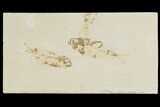 Two Detailed Fossil Fish (Knightia) - Wyoming #177362-1